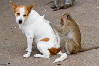 Fleas Inspection On Dog , 7 Hottest Pictures Of Fleas On Dogs In Dog Category