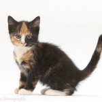 free images cats , 6 Unique Pictures Of Tortoiseshell Cats In Cat Category