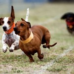 free images stock , 5 Perfect Wiener Dog Pictures In Dog Category