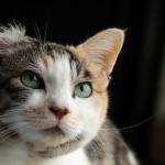 free kittens , 6 Unique Pictures Of Tortoiseshell Cats In Cat Category