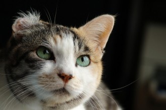Free Kittens , 6 Unique Pictures Of Tortoiseshell Cats In Cat Category