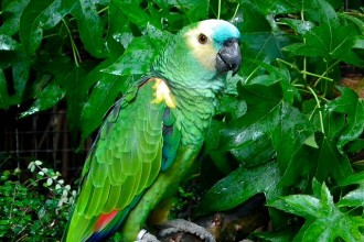 Fronted Amazon Parrot , 8 Nice Blue Fronted Amazon Parrot In Birds Category
