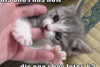 Funny Photo Love , 6 Best Hilarious Cat Pictures With Captions In Cat Category