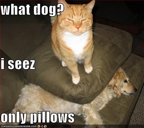 Cat , 5 Nice Funny Cat And Dog Pictures With Captions : Funny Photos Pictures