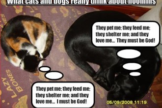 Funny Picture Gallery , 5 Nice Funny Cat And Dog Pictures With Captions In Cat Category