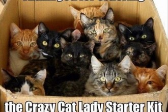 Funny Picture Image , 5 Cute Crazy Cat Pictures With Captions In Cat Category