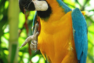 Golds Macaw , 7 Good Macaw Lifespan In Birds Category