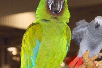 Great Green Macaw Facts , 8 Nice Great Green Macaw In Birds Category