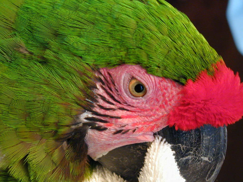 great green macaw