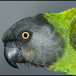 green parrot , 7 Wonderful Senegal Parrots In Birds Category