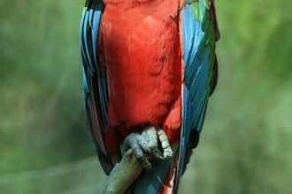 Greenwing Macaw , 9 Beautiful Green Wing Macaw In Birds Category