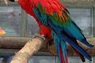 Grey Parrot , 7 Beautiful Green Winged Macaw In Birds Category