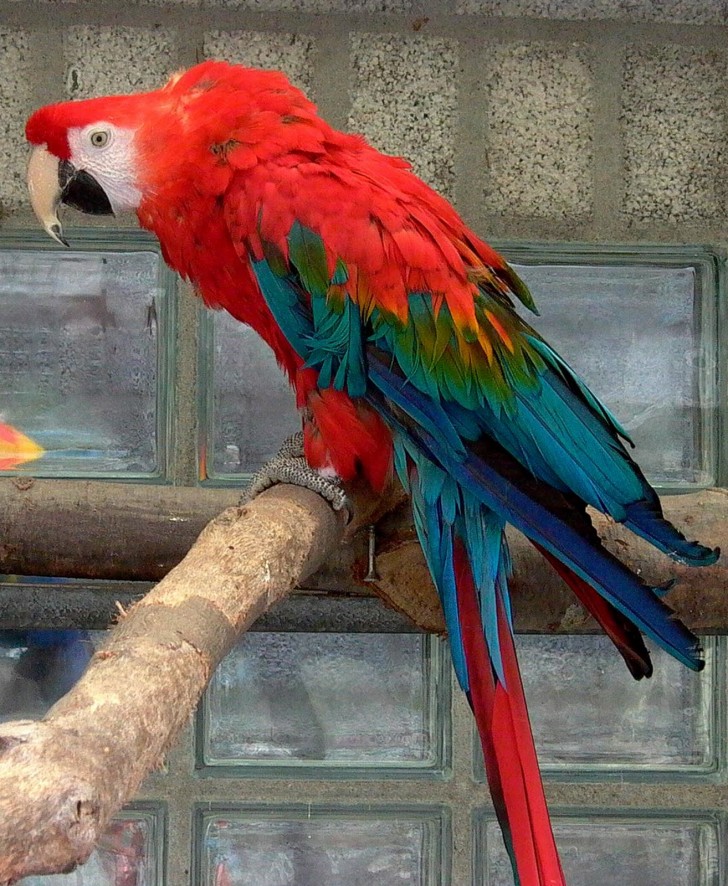 Birds , 7 Beautiful Green Winged Macaw : Grey Parrot