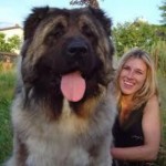 guard dog breeds , 6 Gorgeous Big Dog Breeds List And Pictures In Dog Category