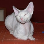 hairless cats , 7 Nice Pictures Of Hairless Cats In Cat Category