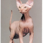 hairless cats , 6 Unique Hairless Cat Pictures In Cat Category