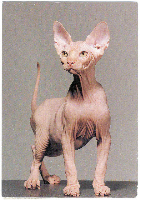 Cat , 6 Unique Hairless Cat Pictures : Hairless Cats