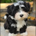 havanese dog , 7 Awesome Pictures Of Havanese Dogs In Dog Category