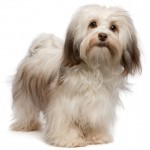 havanese dogs , 7 Awesome Pictures Of Havanese Dogs In Dog Category