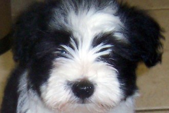 Havanese , 7 Awesome Pictures Of Havanese Dogs In Dog Category