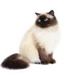 himalayan Cat Breed , 7 Charming Himalayan Cat Pictures In Cat Category