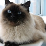 himalayan cat image , 7 Charming Himalayan Cat Pictures In Cat Category