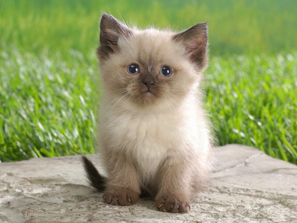 american girl himalayan kitten