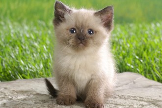 Himalayan Kitten , 7 Charming Himalayan Cat Pictures In Cat Category