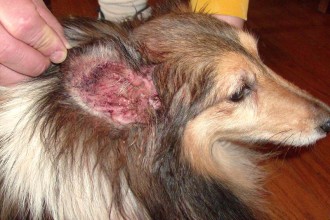 How To Cure Ear Infection , 6 Superb Dog Ear Infection Picture In Dog Category