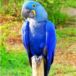 hyacinth macaw , 7 Cool Pictures Of Macaws In Birds Category