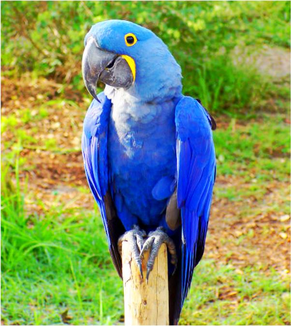 Birds , 8 Wonderful Hyacinth Macaws : Hyacinth Macaw