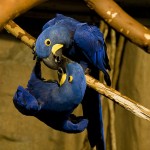 hyacinth macaw cage , 7 Nice Parrot Cage Hyacinth Macaw In Birds Category