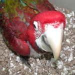 hyacinth macaw for sale , 6 Cute Baby Macaws In Birds Category