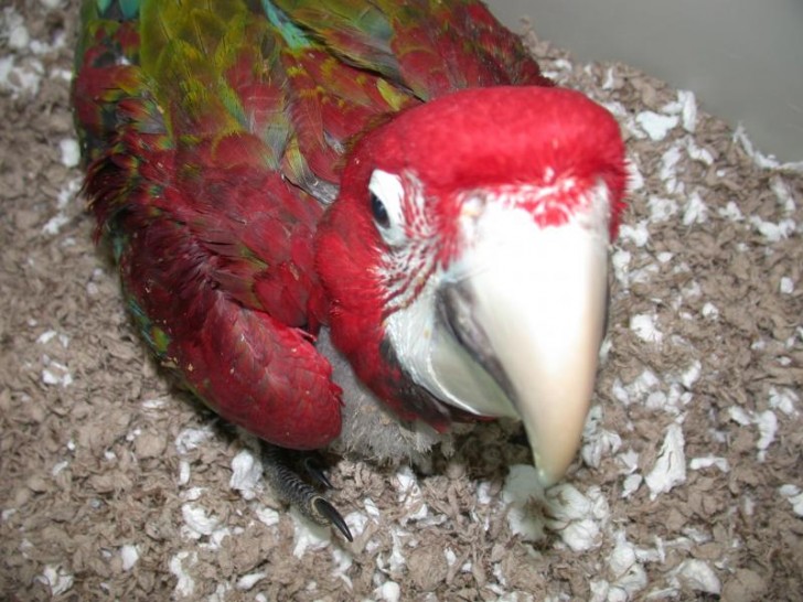 Birds , 6 Cute Baby Macaws : Hyacinth Macaw For Sale