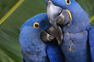 Hyacinth Macaw Parrot , 7 Cool Hyacinth Macaws In Birds Category