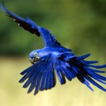 hyacinth macaw parrot facts , 8 Beautiful Macaw Facts In Birds Category