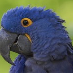 hyacinth macaw parrot facts , 8 Beautiful Macaw Facts In Birds Category