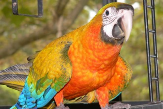Hybrid Macaw , 8 Wonderful Types Of Macaws In Birds Category
