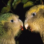 kakapo , 8 Nice Kakapo Parrot In Birds Category