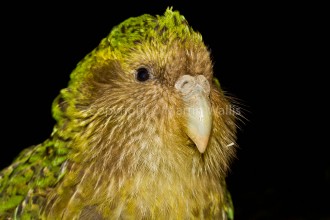 Kakapo The Owl , 8 Nice Kakapo Parrot In Birds Category