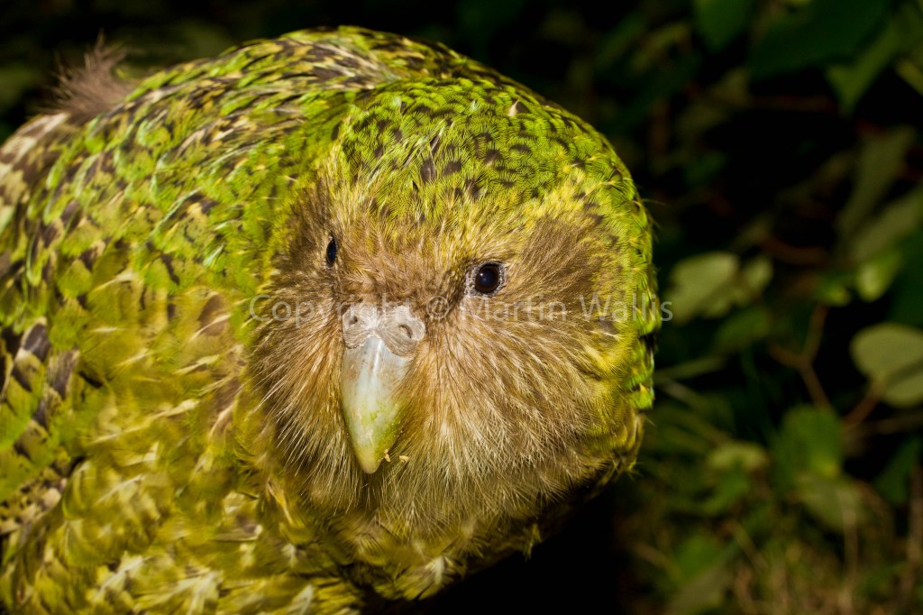 kakapo the owl parrot : Biological Science Picture Directory – Pulpbits.net