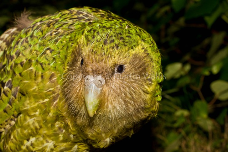 Birds , 8 Nice Kakapo Parrot : Kakapo The Owl Parrot