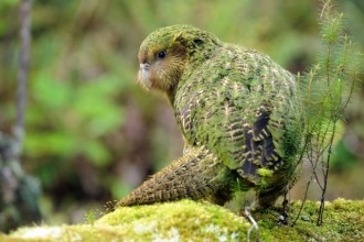 Kakapo , 8 Nice Kakapo Parrot In Birds Category
