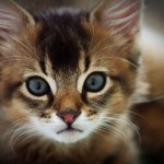 kitten breed , 8 Cute Cat Breeds Pictures In Cat Category