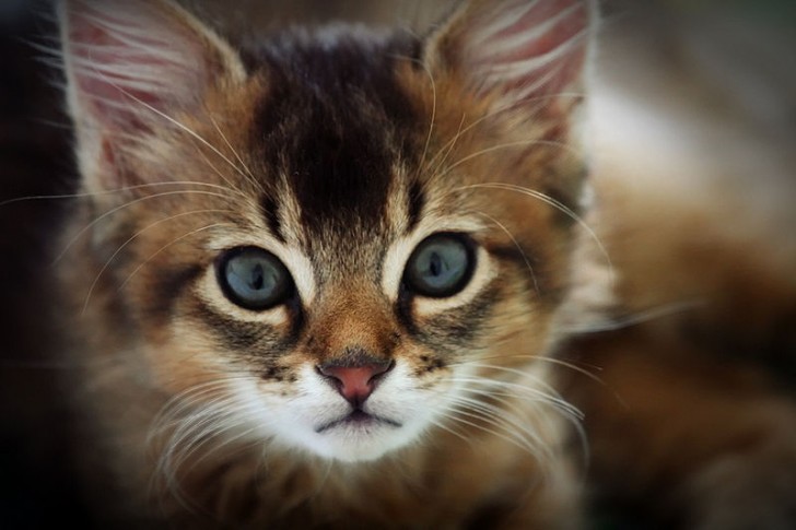 Cat , 8 Cute Cat Breeds Pictures : Kitten Breed