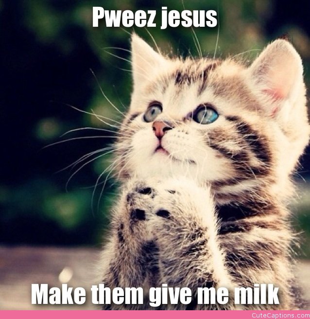 Cat , 8 Cute Cat Pictures With Captions : Kitten Praying For Milk