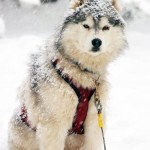 l Sled dog , 7 Nice Pictures Of Sled Dogs In Dog Category