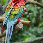 lovebird breeders , 7 Popular Scarlet Macaw In Birds Category