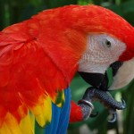 macaw bird , 8 Wonderful Types Of Macaws In Birds Category
