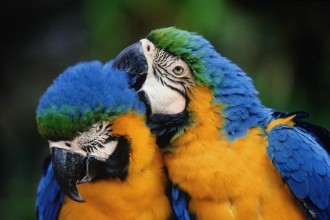 Macaw Bird , 7 Cool Macaw Facts For Kids In Birds Category